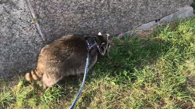 Енот Мона на прогулке смотреть онлайн