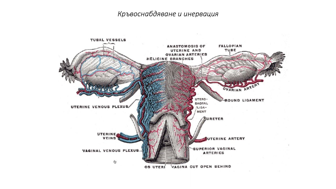 Женска полова система. Яйчник (12:58) ┃teoriyata.com смотреть онлайн