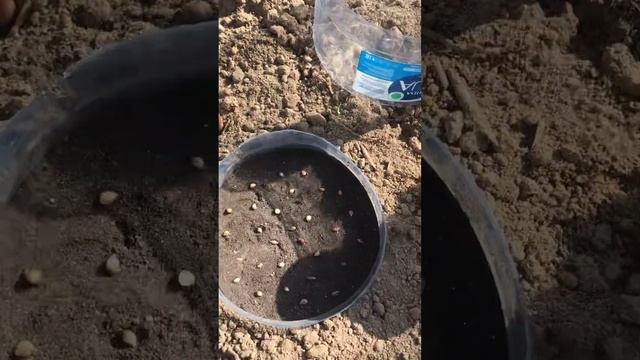 Практические занятия: Чеснок - севок вырастим сами смотреть онлайн