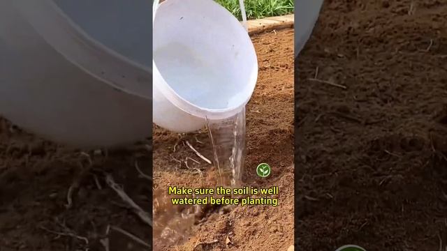 How can you sow lettuce seeds for quick germination? #shortvideo #garden #indoorplants #howto смотреть онлайн