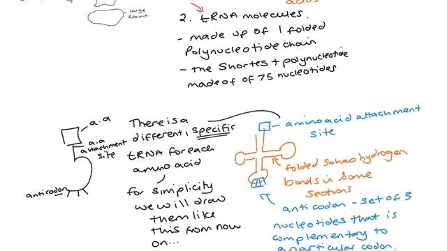 Transcription and translation смотреть онлайн