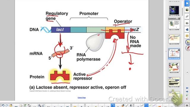 HBio Ch 25 Part 1 - Control of Gene Expression, Prokaryotes смотреть онлайн