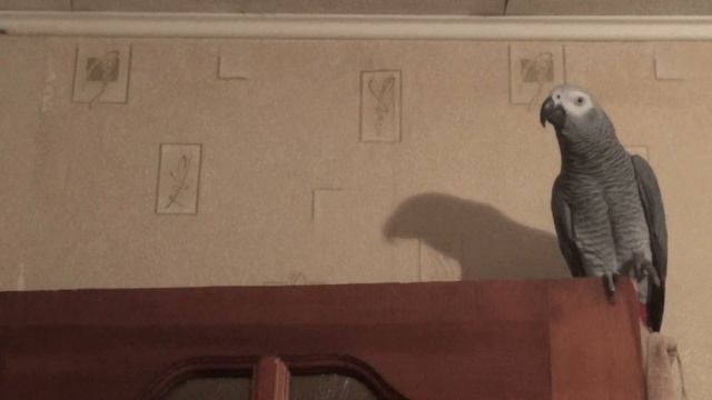 ЖАКО РОМА БУЛЬ-БУЛЬ ВОДИЧКА смотреть онлайн