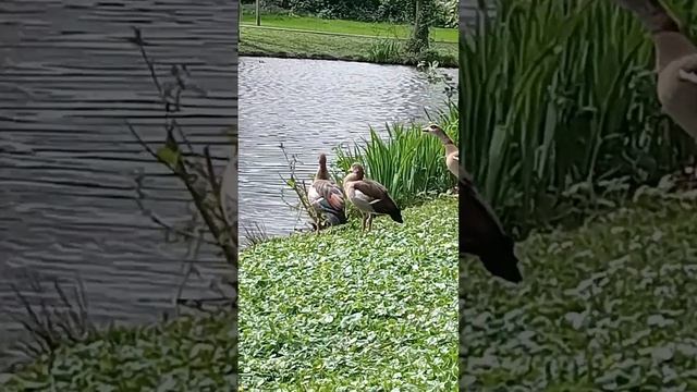 Beautiful Egyptian Goslings 6/4/24 смотреть онлайн
