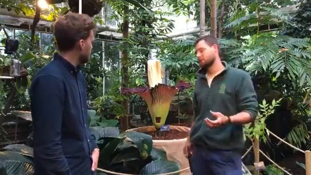 Titan Arum (Titus) at the University of Cambridge Botanic Garden смотреть онлайн