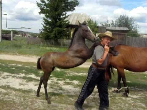 Russian horses / Русские лошади смотреть онлайн