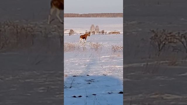 НАСТОЯЩАЯ ДИКАЯ ПРИРОДА (ютуб канал 