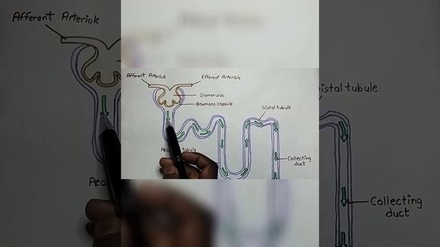 What is nephron explained ..? Functioning of nephron explained easily..!! Class 10 boards смотреть онлайн