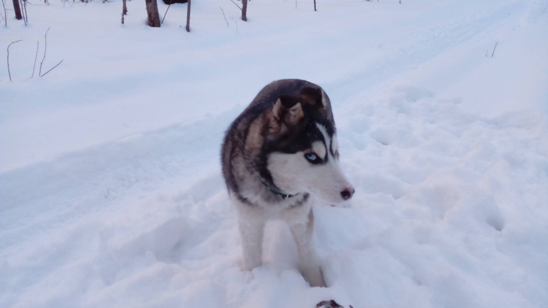 Хаски Умка в лесу на зимней прогулке смотреть онлайн
