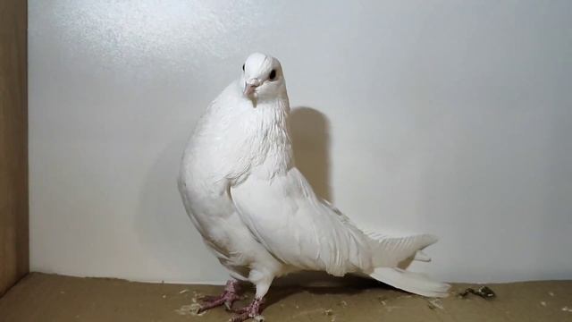 Николаевские голуби. Сплошные.#pigeon #birds #топ #love #pigeonlover #красиво