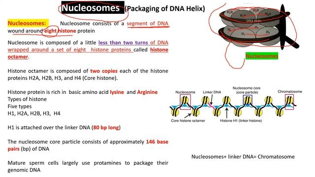 Packaging of DNA Helix (Nucleosome) I Lecture 2 I Class12th I NEET 2021 смотреть онлайн