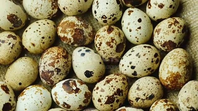 БӨДЕНЕ ЖҰМЫРТҚАСЫН КҮНДЕ ШИКІДЕЙ ІШСЕ не БОЛАДЫ? Бөдене жұмыртқасының пайдасы қандай? смотреть онлайн