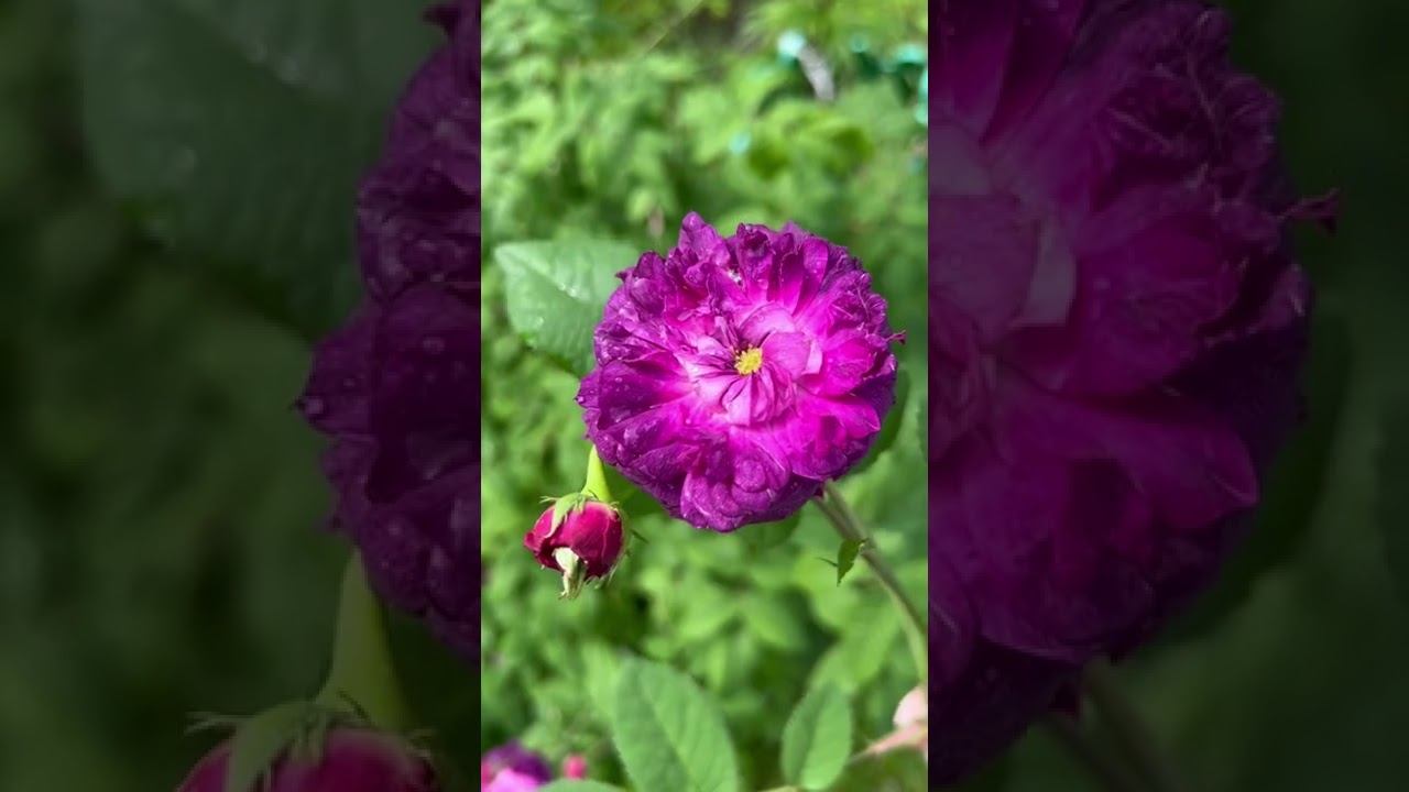 Розы в моём саду.Первый год зацвела... два года перерыв. Это очень жалко. Но я не откажусь от неё. смотреть онлайн