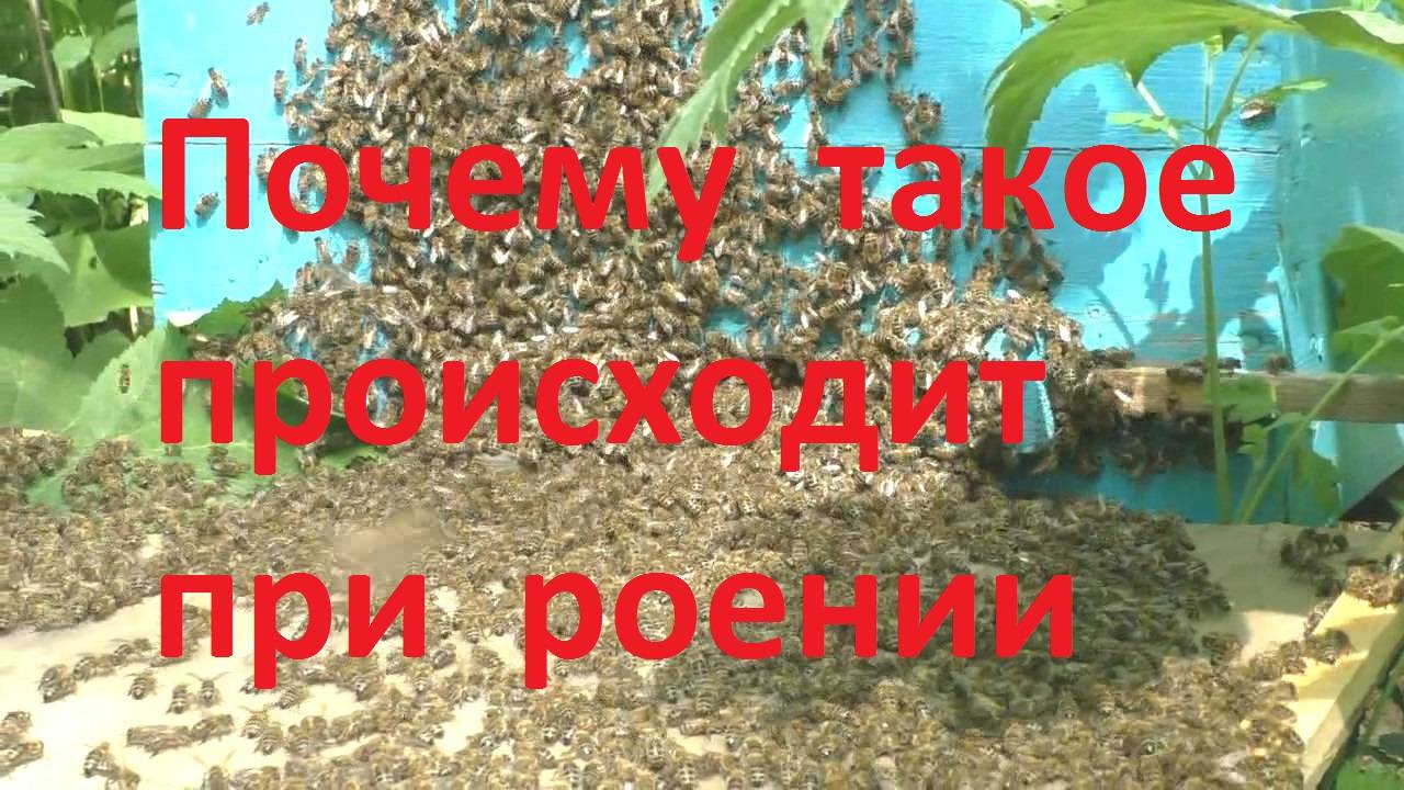 И такое может случиться при роении пчел смотреть онлайн