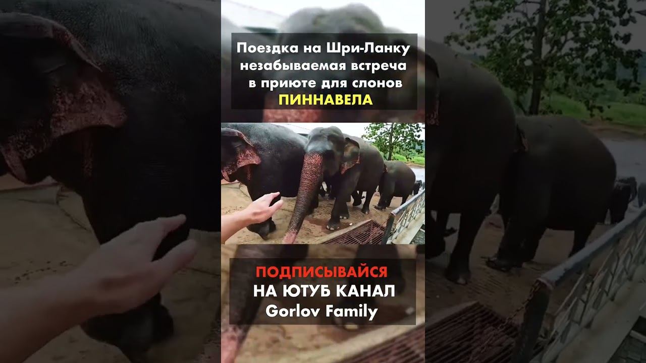 Слоны на Шри-Ланке! Незабываемое впечатление 😍🐘 смотреть онлайн