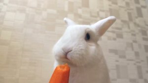 КРОЛИК ГЕНА ЕСТ МОРКОВКУ🥕