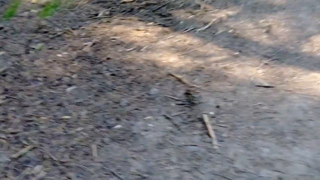 Сходница белка берет орех с рук! смотреть онлайн