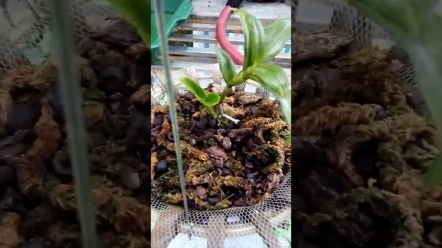 Len 5ctpt cac bac vao kenh cho em sin 1 nut dang ky lh.0972578448 смотреть онлайн