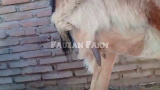 CIRI CIRI KAMBING BUNTING/HAMIL MUDA