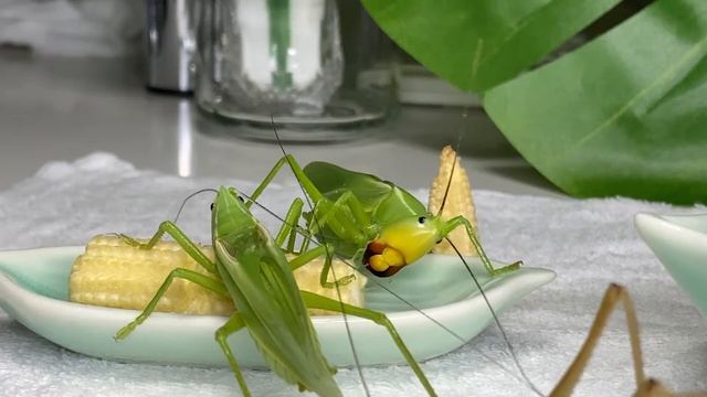 ヤングコーンVSアダルトコーン（カヤキリの餌・食事） смотреть онлайн