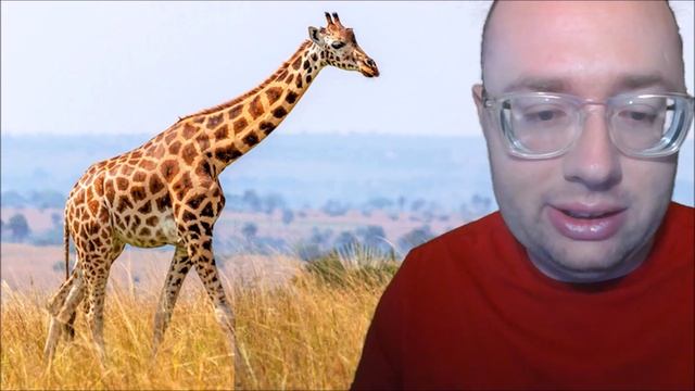 Adventurous Kids: Giraffes смотреть онлайн