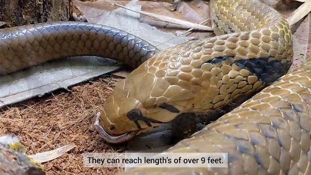 Largest Colubrid Snake's TOP 3 Big Colubrid's OVER 7 FEET | ReptileFactFile's смотреть онлайн