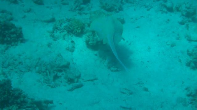 дайвинг школа Н2О погружение 12 26 06 2015 смотреть онлайн