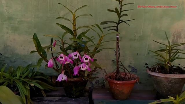 Orchid Collection in LlYOD BOTANIC GARDEN, Darjeeling Part I | Orchid Green House | Darjeeling Tour смотреть онлайн