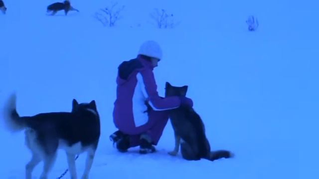 Подготовка, общение с собаками смотреть онлайн