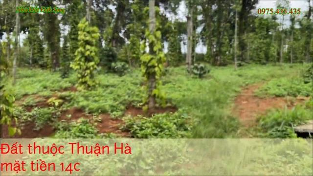Video số 238 bán đất nền ql 14c mới thuộc xã Thuận Hà 0975435435