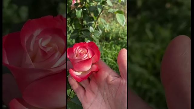 Роза Дабл Делайт