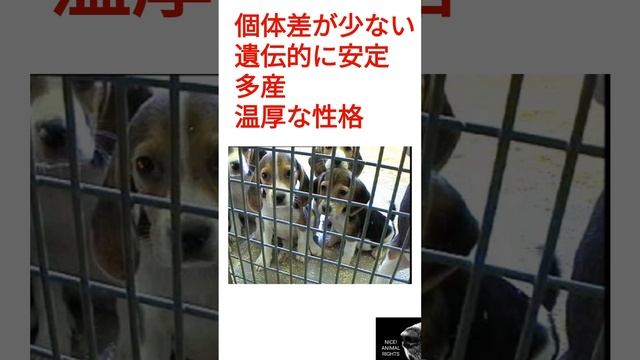 【倫理】ビーグル犬が動物実験に多用される理由　#ビーグル犬　#動物実験　#ビーグル法