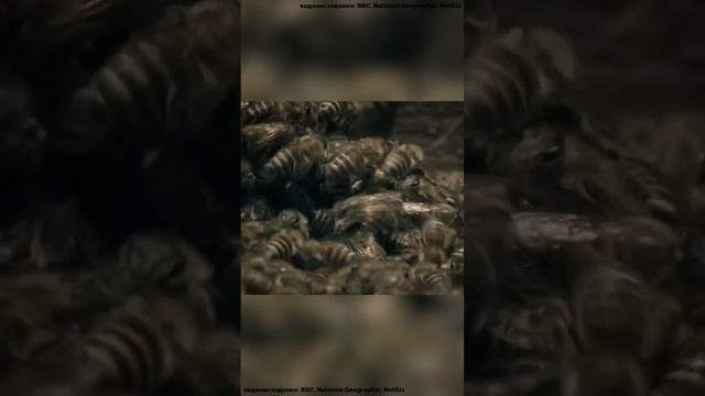 Незваный Гость