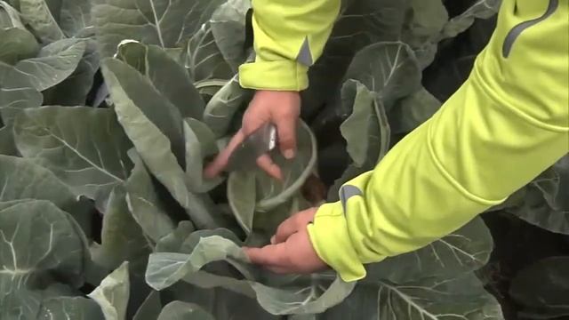 Цветная капуста Форталеза бренда Seminis   надежность и качество в любых условиях!