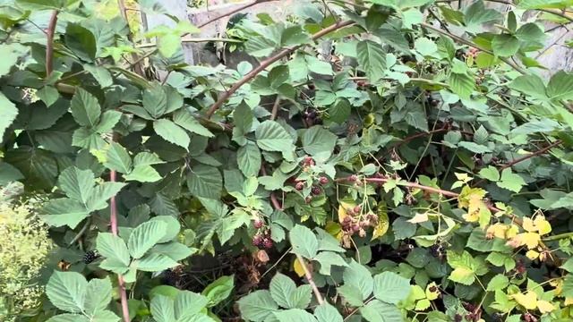 Выращивание ежевики. Что любит ежевика. Ошибки при выращивании. #ежевика