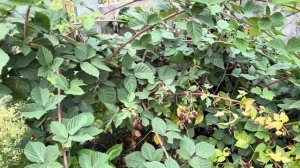 Выращивание ежевики. Что любит ежевика. Ошибки при выращивании. #ежевика