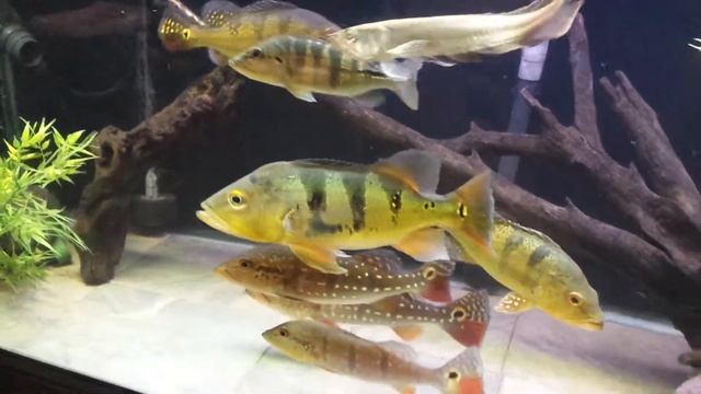180 cichla update. New azul