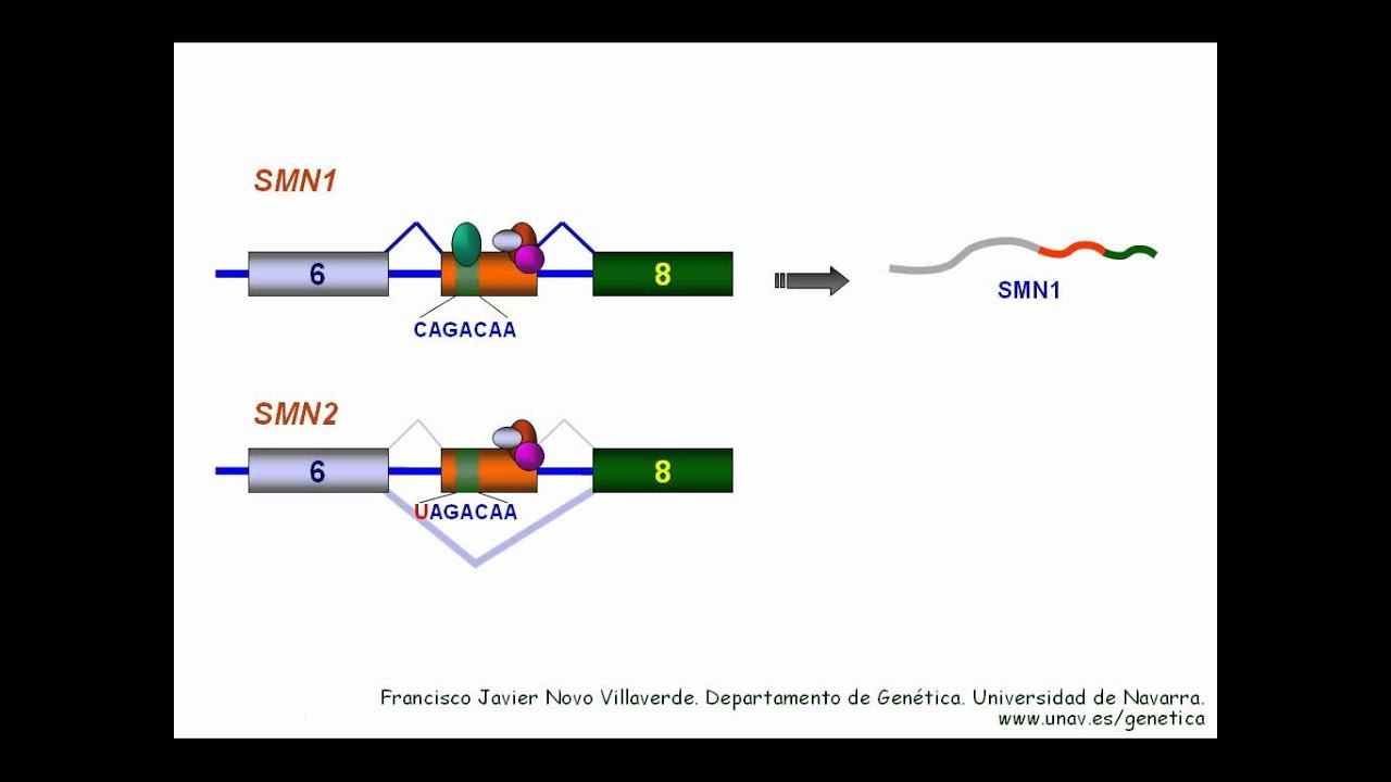 Ayuste (splicing) en el gen SMN1 смотреть онлайн