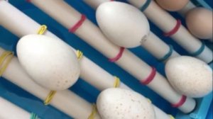 Инкубатор Птичий двор S64. Второй год использования.