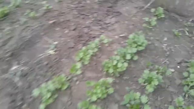 Холодостойкие тоже не хотят расти без тепла...