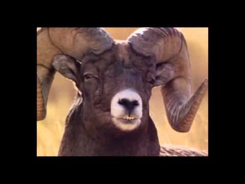 бараний эволюционизм смотреть онлайн