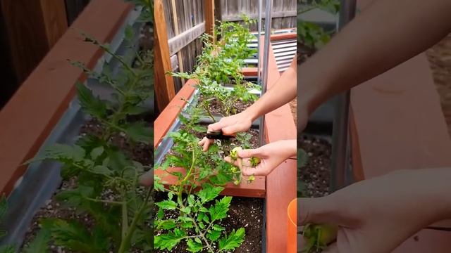 Why pruning EARLY is better for tomato plants 🤯 #pruning #gardeningfamily #tomatoplants смотреть онлайн