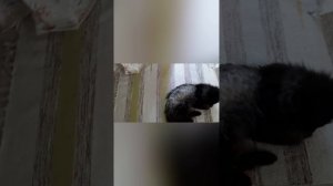 Жил был кот!