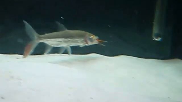 Goliath african tiger fish feeding смотреть онлайн