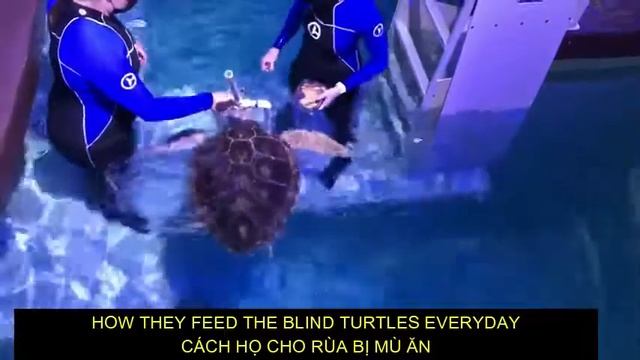 Aquarium in Tampa Florida| How to feed Blind Turtle| Thuỷ Cung ở Tampa Florida | Cách Cho Rùa Mù Ăn смотреть онлайн