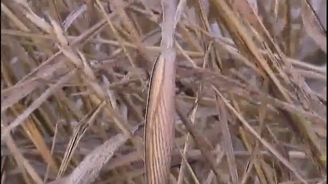 богомол 2 смотреть онлайн