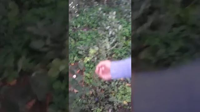 Пранк смотреть онлайн
