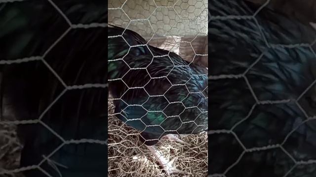 Mascote Continua Preso Por Não Obedecer A Ordem De Não Pula O Muro