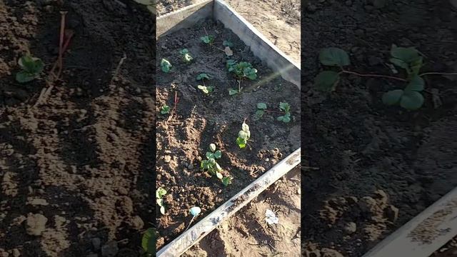 клубника Гигантела в условиях сурового севера. смотреть онлайн