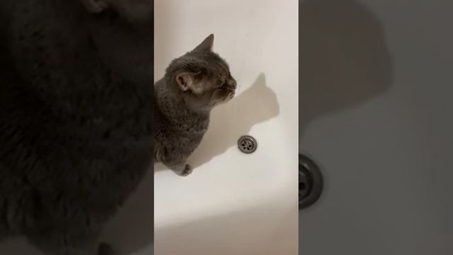 Эксклюзив ! Замедленная водопойка ! смотреть онлайн